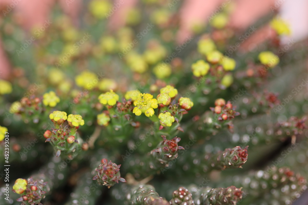 floración de euphorbia caput medusae o cabeza de medusa floración de euphorbia caput medusae o cabeza de medusa