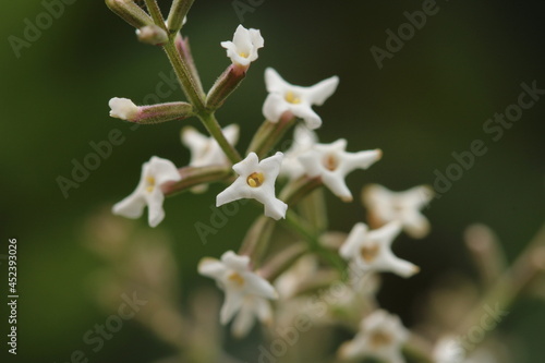 close up de rama con flores blancas de cedrón con fondo borroso photo