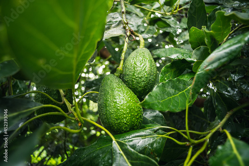 avocado on tree