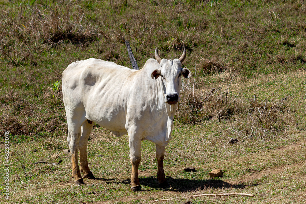 Bull on a green grass. Bull on a green grass.