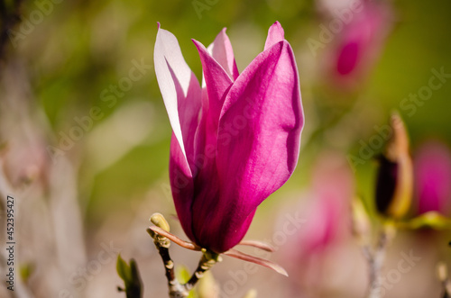 close up of a pink magnolia flower