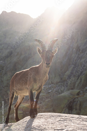 Mountain Goat-2 © David Sanz