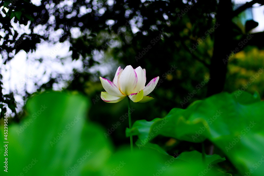 Obraz premium ハスの花