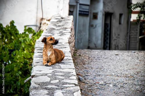 Cute dog with short legs lying on a stone wall.