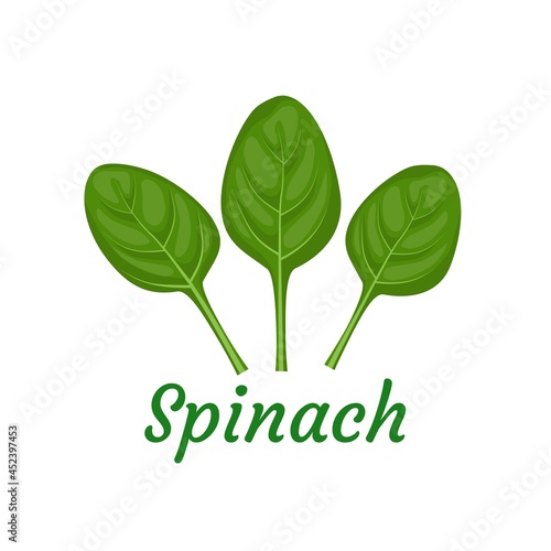 Vector illustration, fresh spinach leaves isolated on white background, as a banner, poster or template, national spinach day.