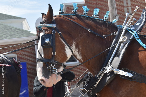 Photography Horse