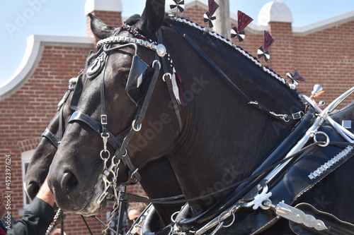 Canvas Print Horse