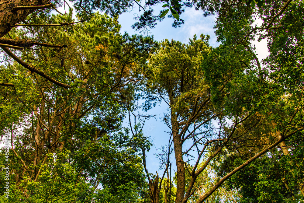 Fototapeta premium Árboles en un Bosque en Agua García, isla de Tenerife