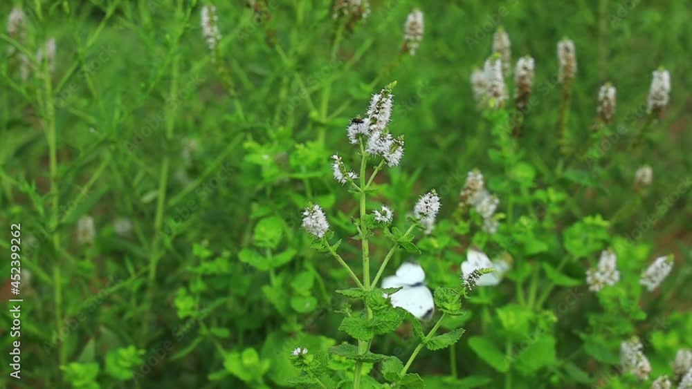 飛び回るモンシロチョウ