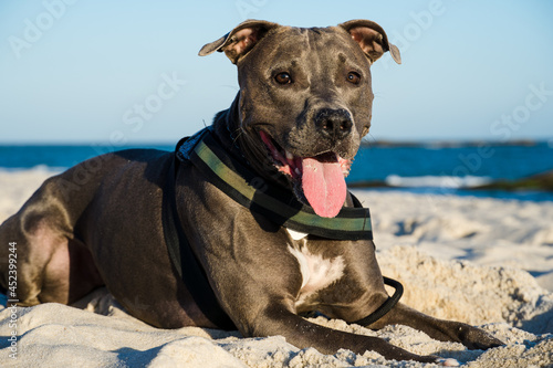 Pit bull dog playing on the beach at sunset. Enjoying the sand and the sea on a sunny day.