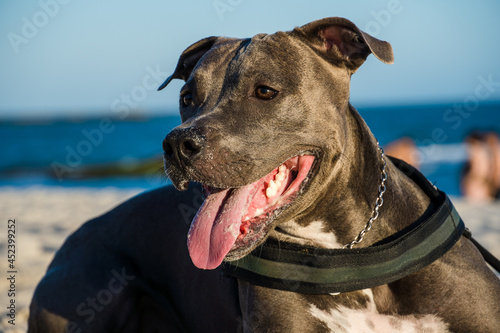 Pit bull dog playing on the beach at sunset. Enjoying the sand and the sea on a sunny day. © Diego