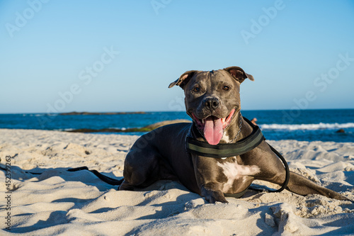 Pit bull dog playing on the beach at sunset. Enjoying the sand and the sea on a sunny day.