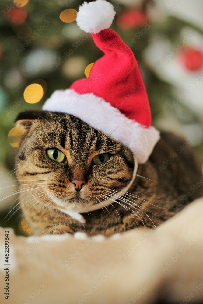 Christmas for pets. Santa's cat.Funny cat in a Santa Claus hat on a shimmering Christmas fir background.Santa's pet. . High quality photo Christmas for pets. Santa's cat.Funny cat in a Santa Claus hat on a shimmering Christmas fir background.Santa's pet. . High quality photo