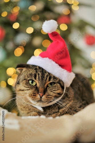 Santa's cat.Funny cat in a Santa Claus hat on a Christmas fir background.Santa's pet. Christmas for pets. High quality photo