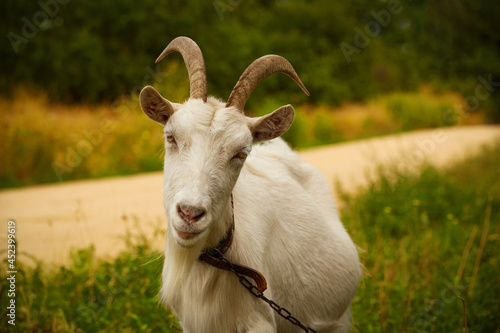 White horned goat grazes on green grass on a summer day