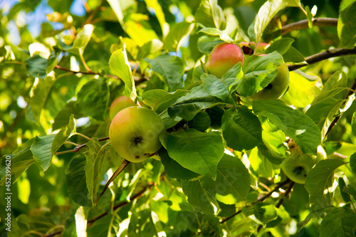 Manzanas