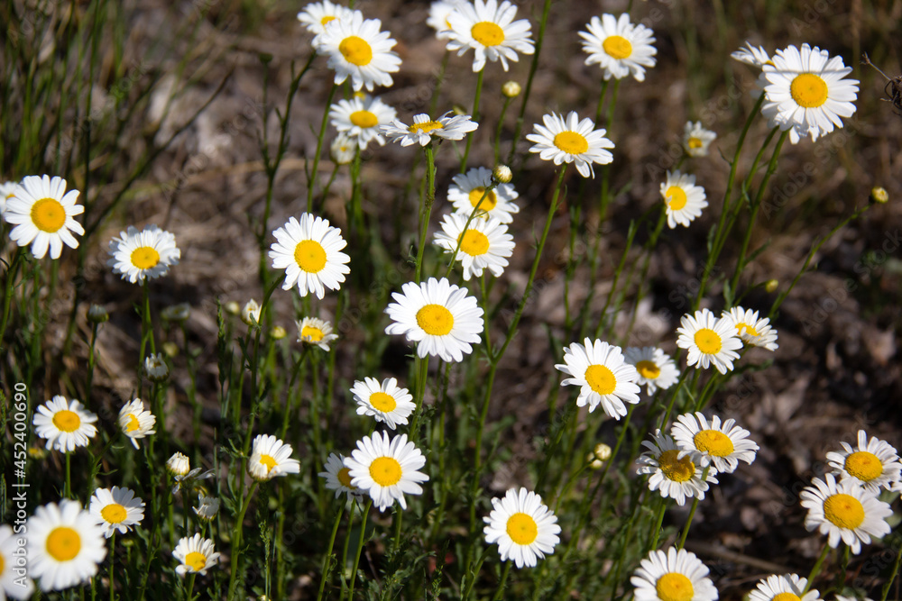 Fototapeta premium White daisies flowers in a garden