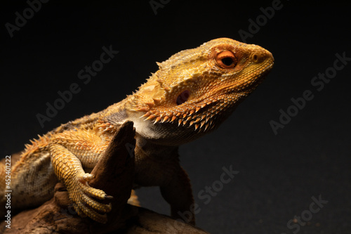 Central Bearded Dragon isolated on a black background sitting on a log
