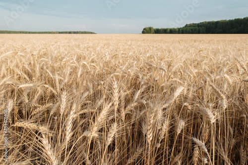 View of ripening wheat field in the rays of the setting sun. Autumn harvest. Agriculture industry