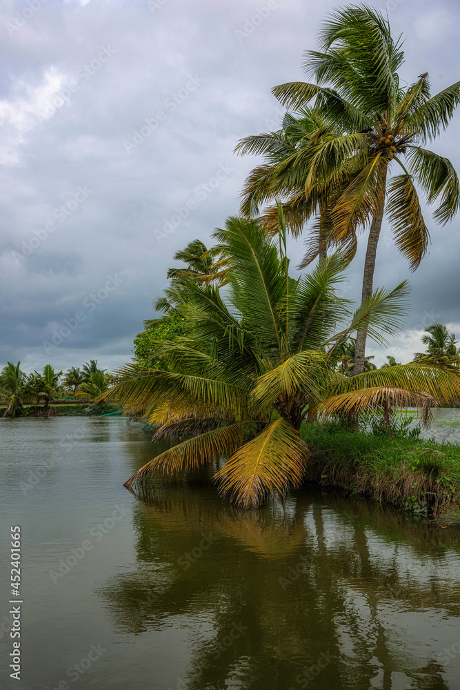 coconutpalms