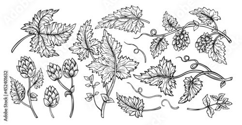 Hop plant branch with leaves and cones hand drawn sketch set. Sketches for beer packing design logo, label, emblem, pattern. Hops angular herb design drawn engraving frame