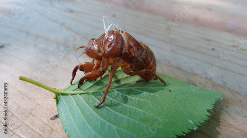 セミの抜け殻