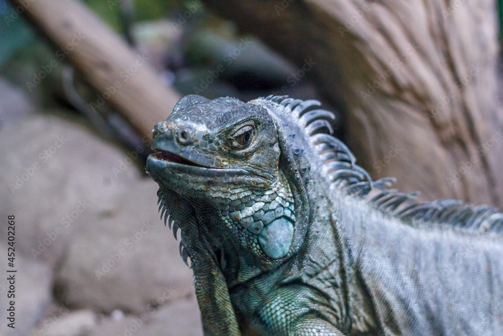 iguana in the rock