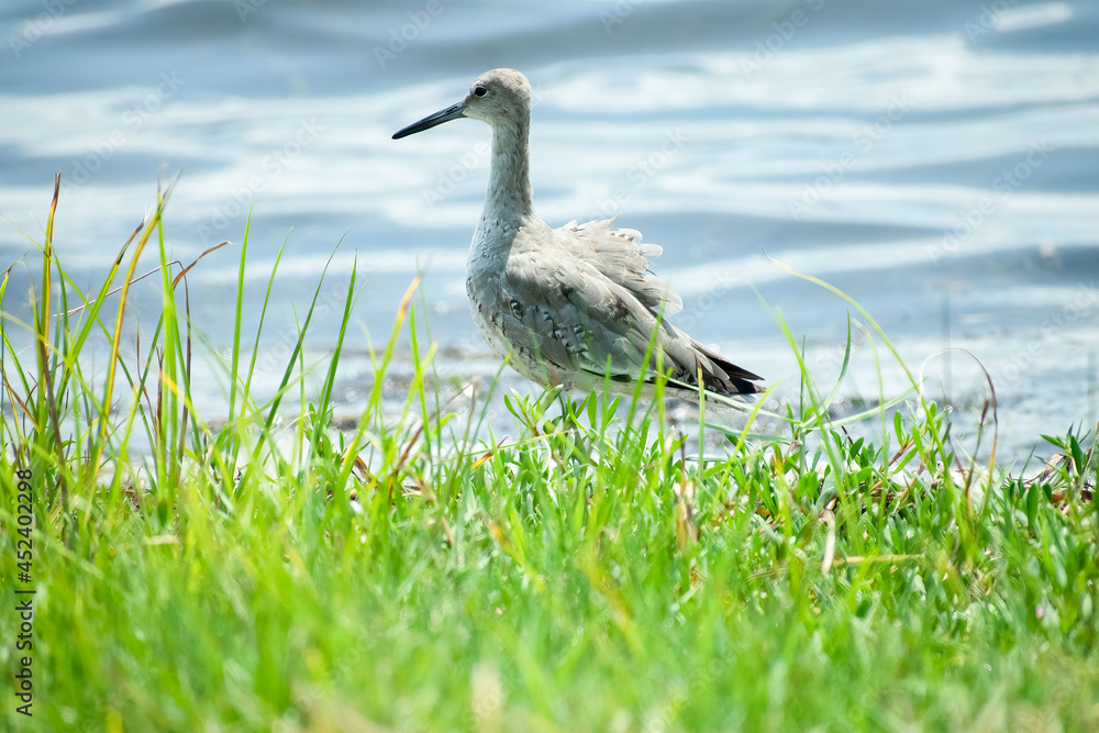 Fototapeta premium Shorebird 