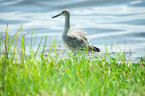 Shorebird
