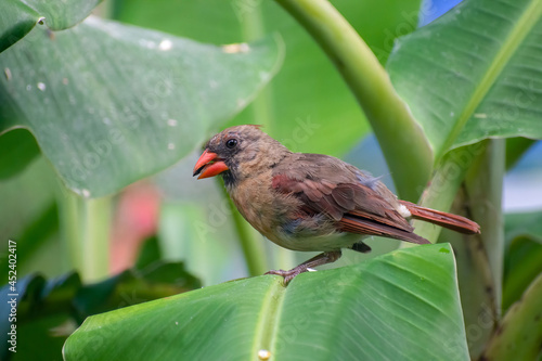 Juvenile Cardinal
