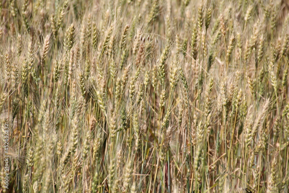 Farmers Wheat, Pylypow Wetlands, Edmonton, Alberta Farmers Wheat, Pylypow Wetlands, Edmonton, Alberta