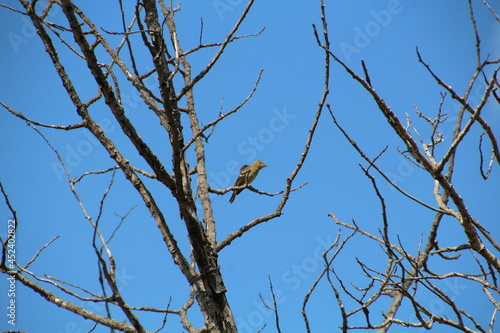 Bird In The Tree, Pylypow Wetlands, Edmonton, Alberta