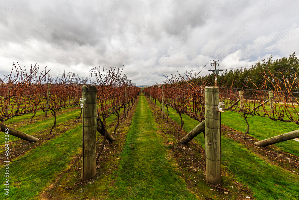 View of the rows of vines in a New Zealand vineyard