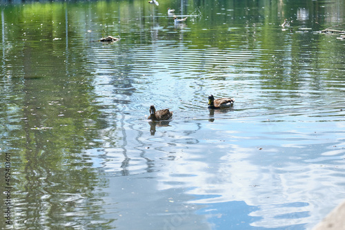 Ducks in the pond of Kaliningrad in the summer. © rdv27