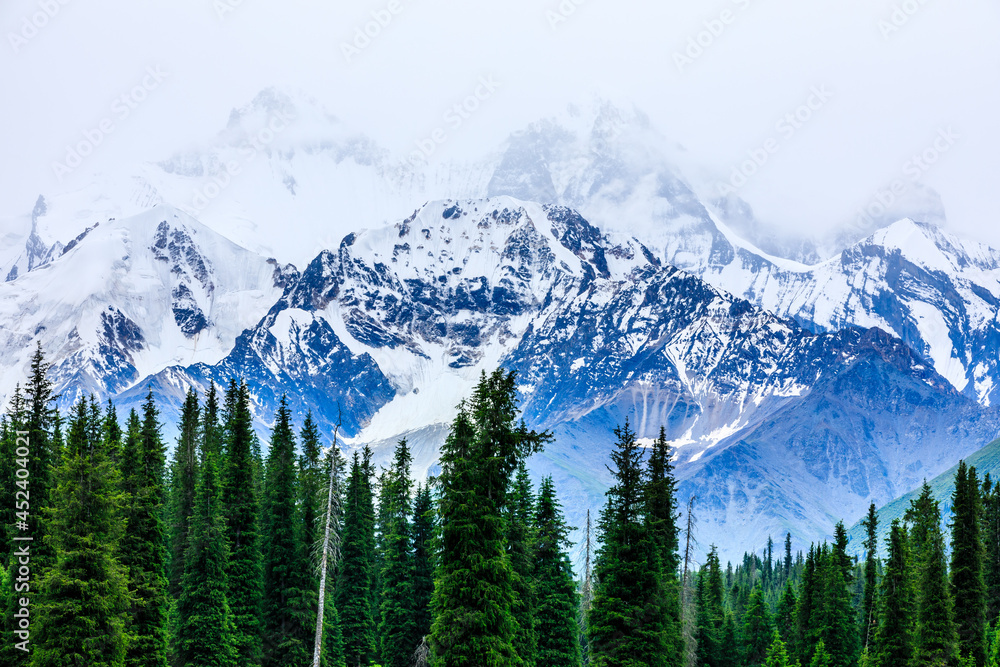 White glaciers and green forest in the Tianshan Mountains,Xinjiang,China.