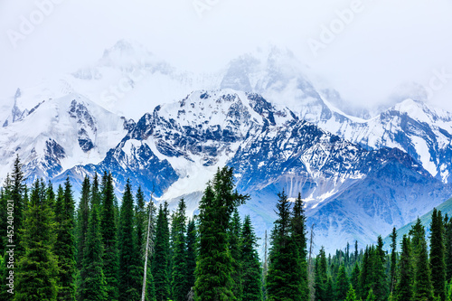 White glaciers and green forest in the Tianshan Mountains,Xinjiang,China.