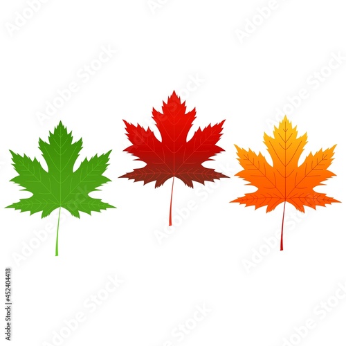 Maple leaf isolated on white background. Autumn leaves background. Vector illustration.