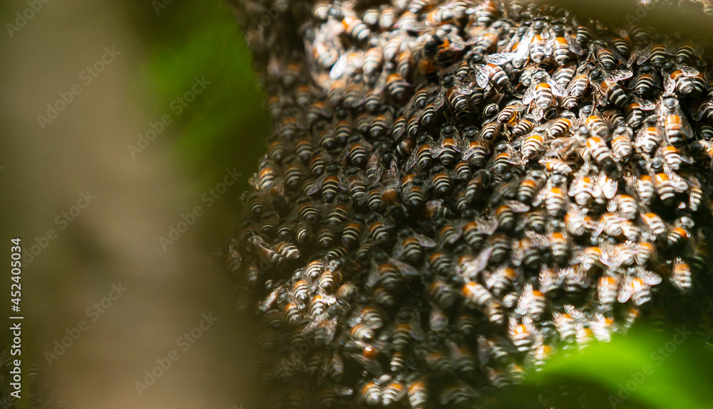 close up of bee on honeycomb