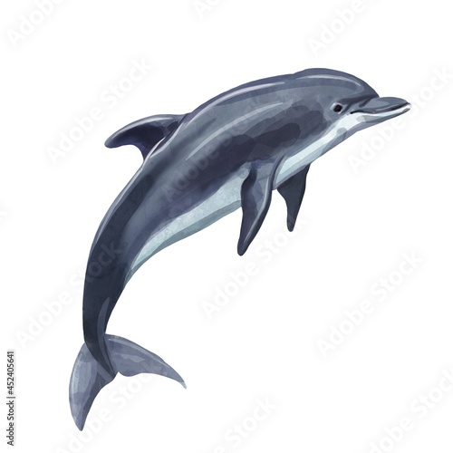 A dolphin realistic isolated on white background. Watercolor. Illustration Handmade.