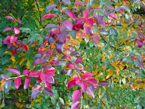 Multicolored red yellow green autumn foliage background, selective focus