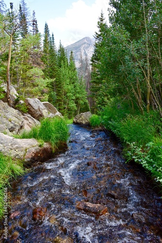 Stream in the Forest