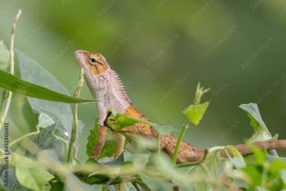 Obraz premium view of a oriental garden lizard in nature