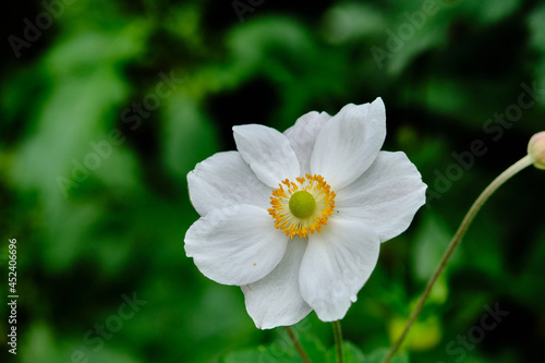 Bee Foraging On A Japanese anemone (Anemone hupehensis) is a tall, stately perennial that produces glossy foliage and big, saucer-shaped flowers in shade's