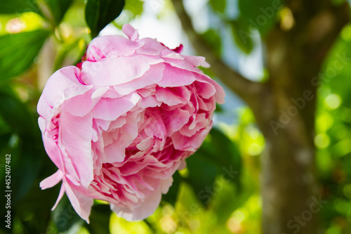 Pale Pink Peony flowers begin to open in a garden; large pink peony bud with delicate pastel pink petals blooms photo