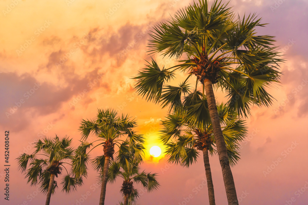 sugar palm tree with background of orange sky at sunset