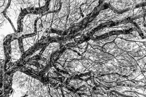 black and white background and texture of tree branch