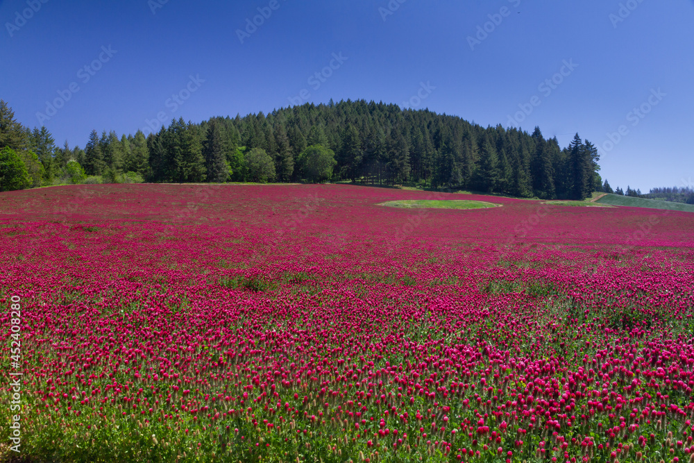 Fototapeta premium field of red clover in bloom