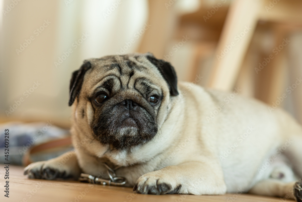 Adorable cute dog pug breed lying on floor and looking up to something.Funny dog making question face at home.Dog wake up looking find owner