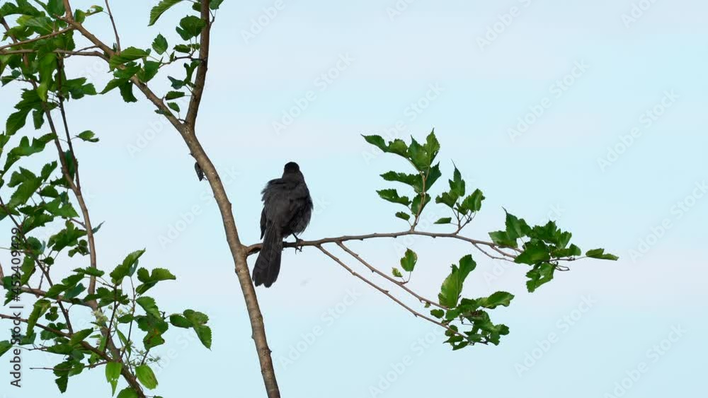 A catbird sitting on a branch preening its feathers. A catbird sitting on a branch preening its feathers.