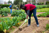 African American amateur gardener hoeing soil on vegetable garden in springtime, preparing for seedlings planting